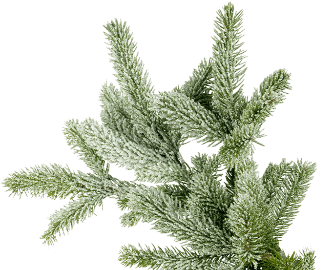 Еловая ветка