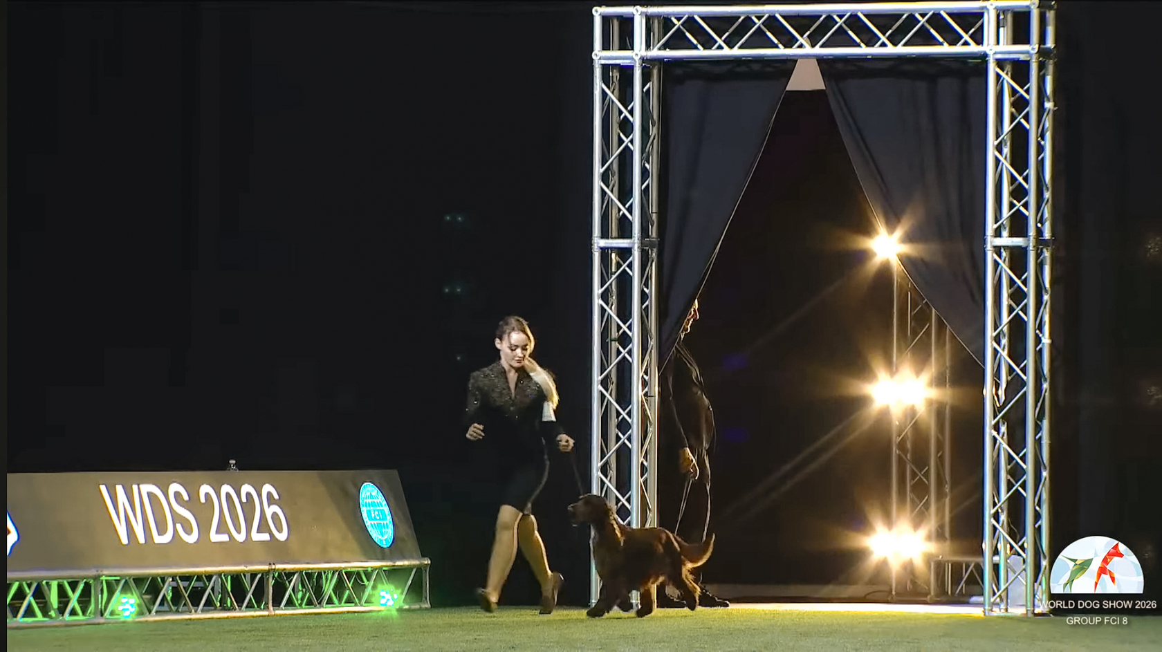 Кадр из трансляции главного ринга World Dog Show 2026 Филд спаниель Коршвиль Филдс