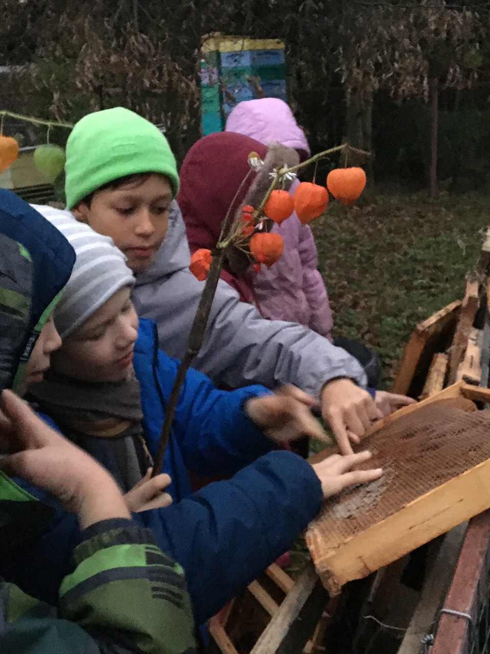 Заезды для школьников. Лошади. Подворье 