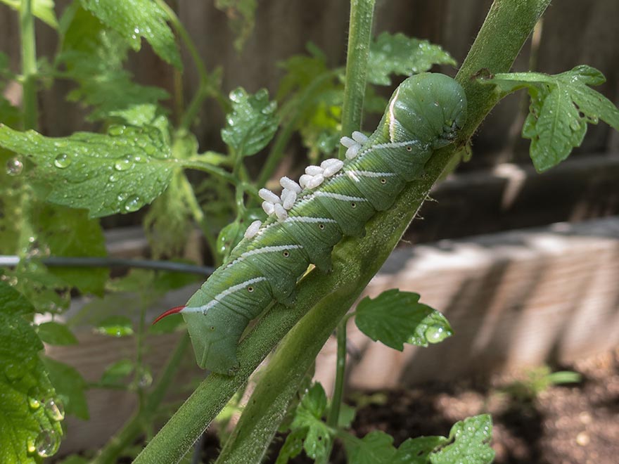 Close-up of a tomato hornworm with parasitic wasp cocoons