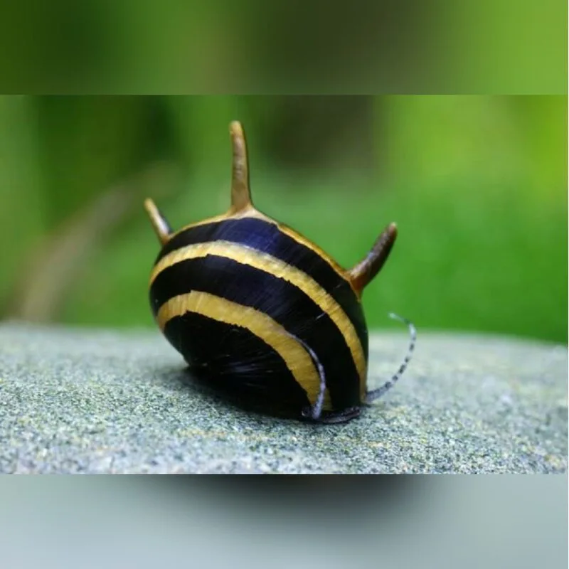 аквариум: Улитки