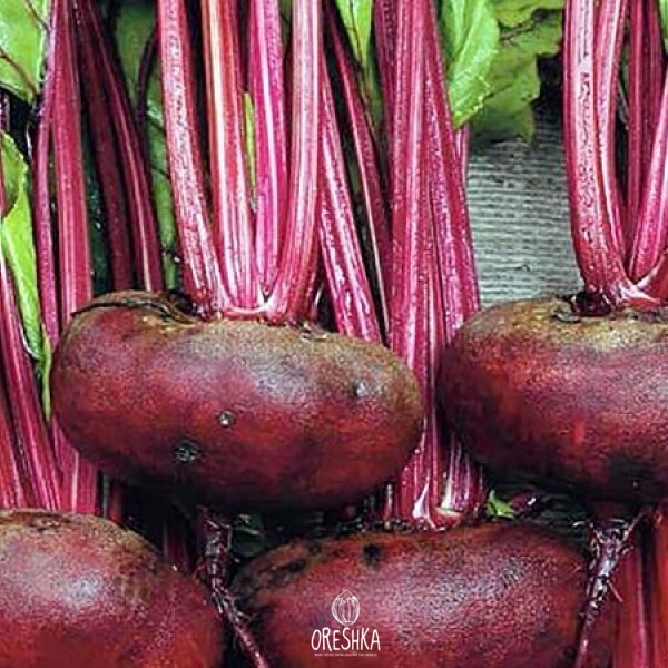 Egyptian beets — rare heirloom variety