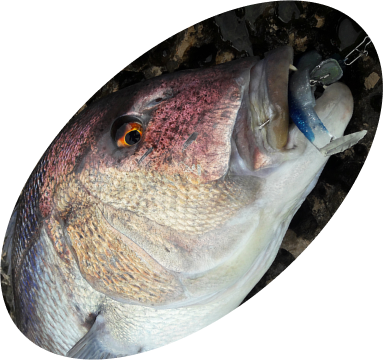 ЗУБАНЫ, ПАГРЫ, ГРУПЕРЫ, МОРСКИЕ НАЛИМЫ, СОЛНЕЧНИКИ, ХЕКИ, МОРСКИЕ ПЕТУХИ-ТРИГЛЫ, СКОРПЕНЫ,УГРИ