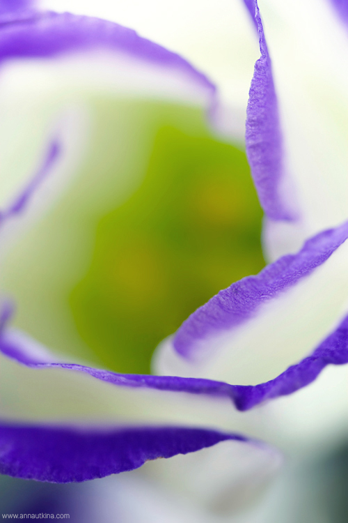 macro, macro flower, macro art, anna utkina, photography, macrophotograpy, floral art, макро, макрофотография, анна уткина