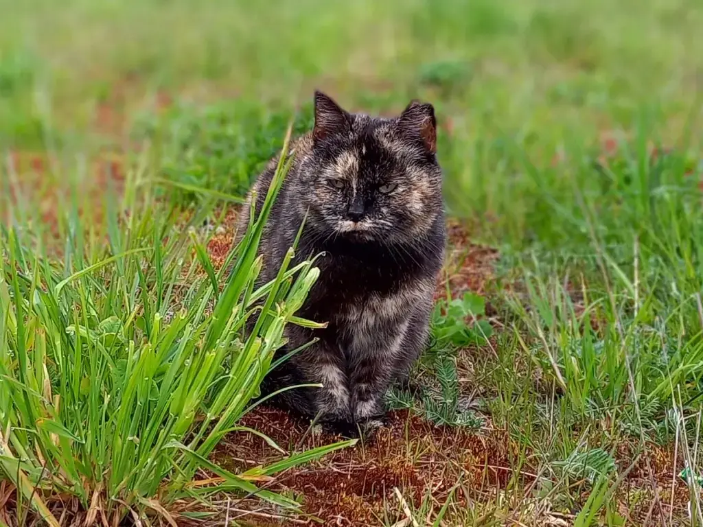 коты на Коневце