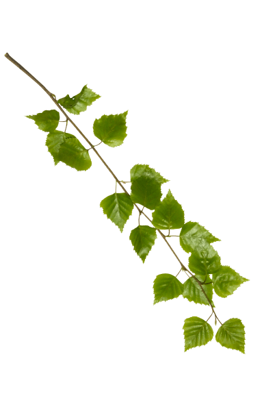 березовая ветка