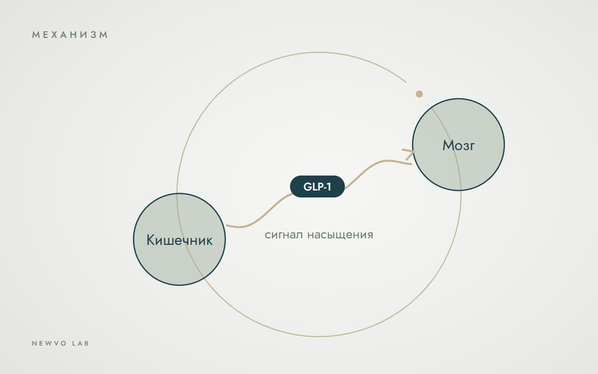 Схема: гормон GLP-1 передаёт сигнал насыщения от кишечника к мозгу