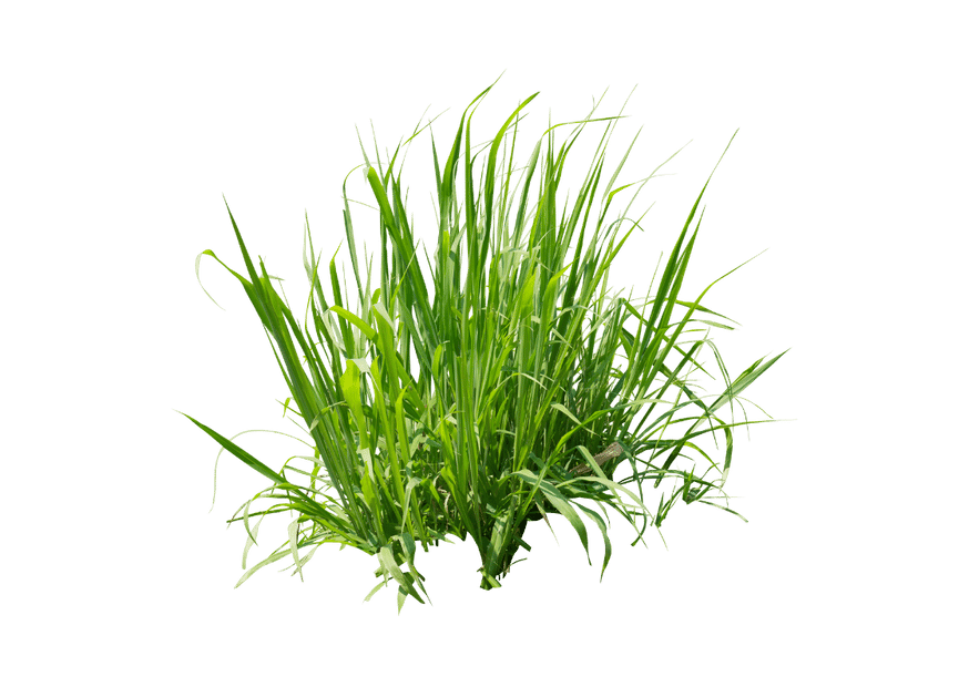 grass