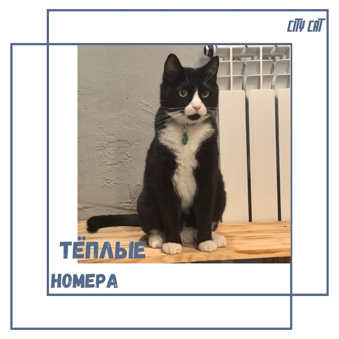 Теплые номера в гостинице для кошек