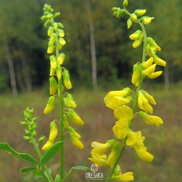 Seeds of melilot (Melilótus) — 50 pcs