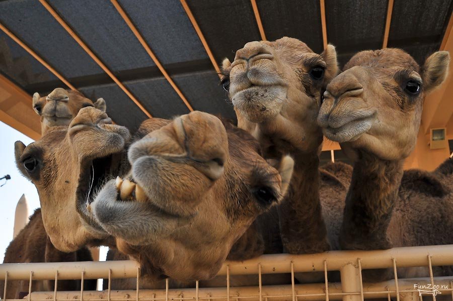 где разводят верблюдов