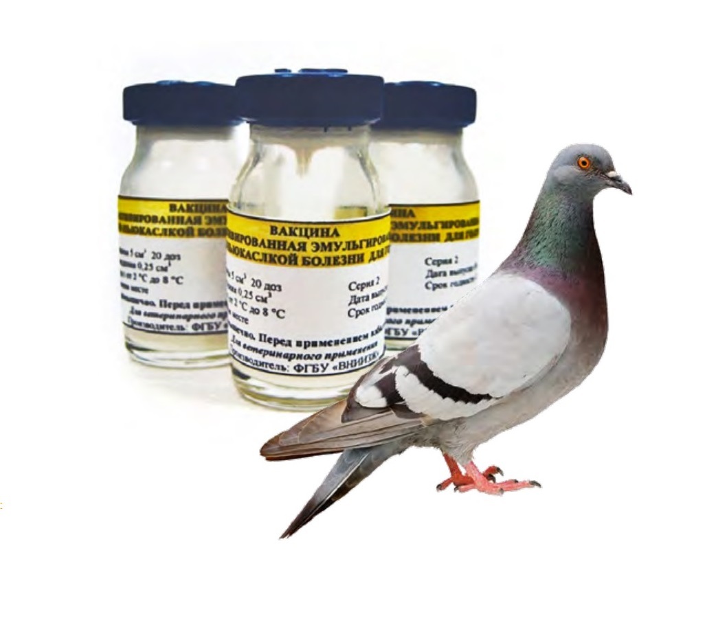 Вакцина от сальмонеллеза. АВИВАК вакцина для голубей. Вакцина для голубей АВИВАК 3 валентный. Вакцина для голубей от вертячки и сальмонеллеза. Вакцина для голубей от вертячки АВИВАК.