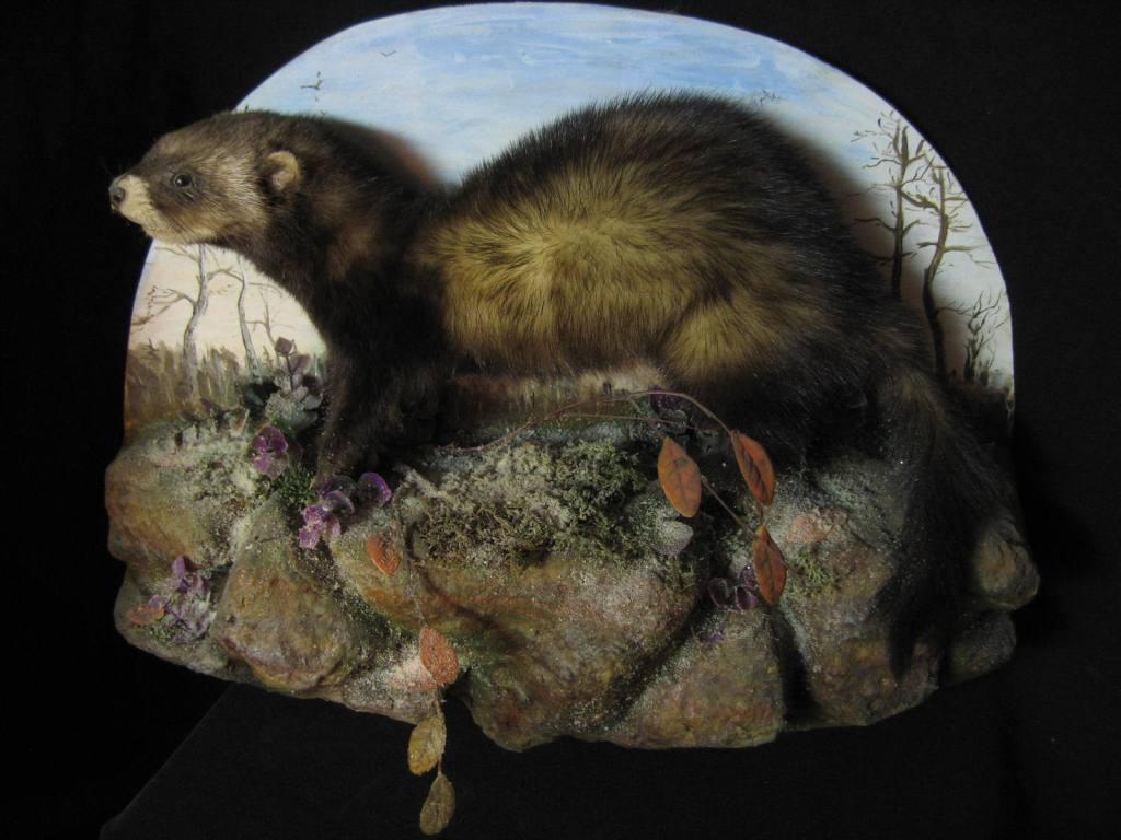 Чучело косули в интерьере. Изготовление чучела волка. Авито чучела животных. Чучела лесных животных. Авито чучела животных.