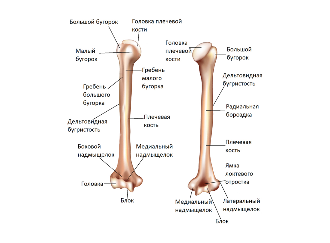 Бугорок это. Мыщелок плечевой кости анатомия. Надмыщелок плечевой кости анатомия. Головчатое возвышение плечевой кости анатомия. Плечевая кость спереди и сзади.