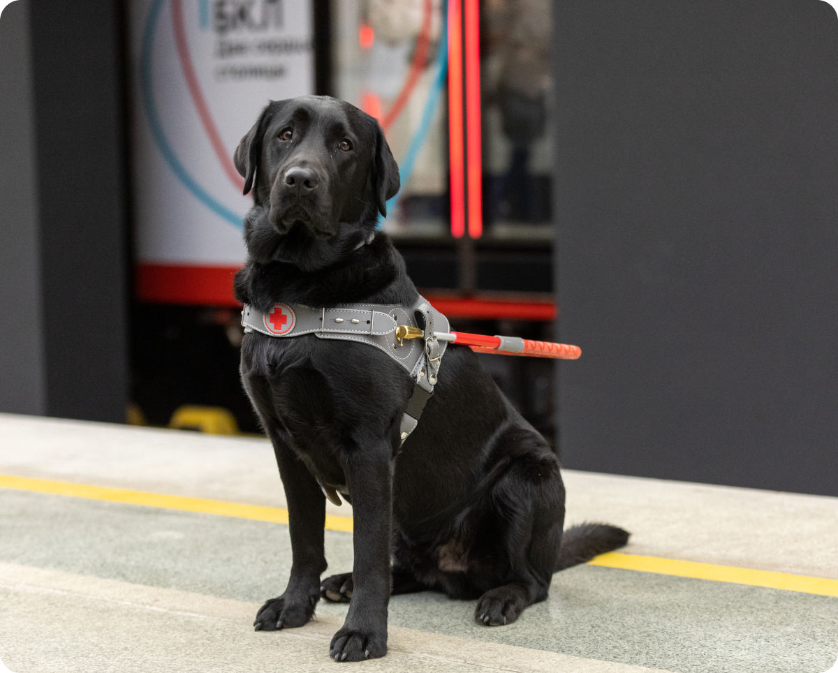 На фото в центре кадра на платформе метро сидит молодой и стройный лабрадор черного окраса по кличке Ларсен. Задний фон размыт, различим вагон тематического поезда, который посвящен Большой кольцевой линии . Собака сидит ровно, тело повернуто немного по диагонали, а голова повернута прямо. Смотрит Ларсен вдаль. На нем кожаная шлейка собаки-поводыря серого цвета с красной ручкой и медицинским значком «красный крест» на груди.
