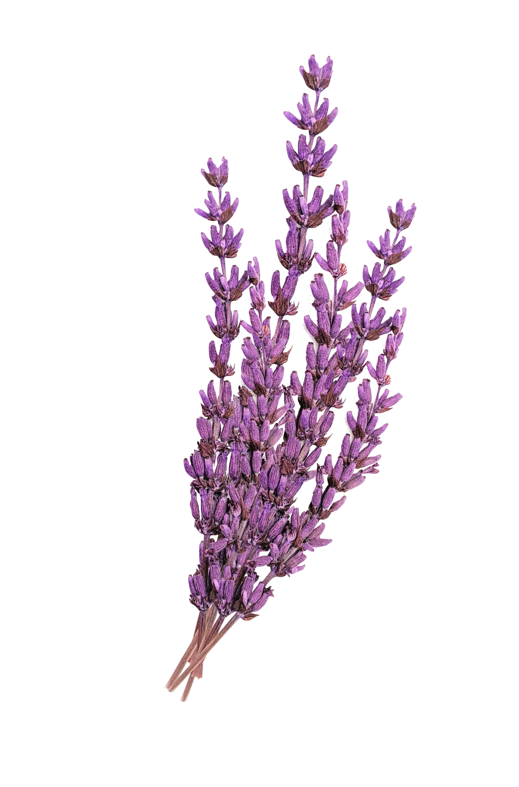 натуральная косметика, магазин профессиональной косметики, крем для ног, крем для ног с мочевиной, крем для ног купить, масло для ногтей, масло монарды для ногтей, масло для ногтей купить, косметика для ногтей, дезодорант для ног