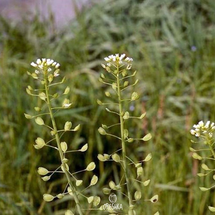 Seeds of Field Pennycress (Thlaspi arvense - 1000 pcs