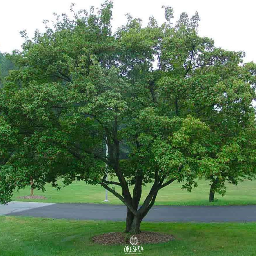 Amur maple spring yellow green fragrant flowers pendant clusters