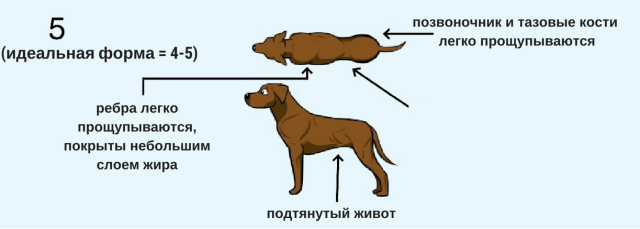 Расположение щенков в животе у собаки схема