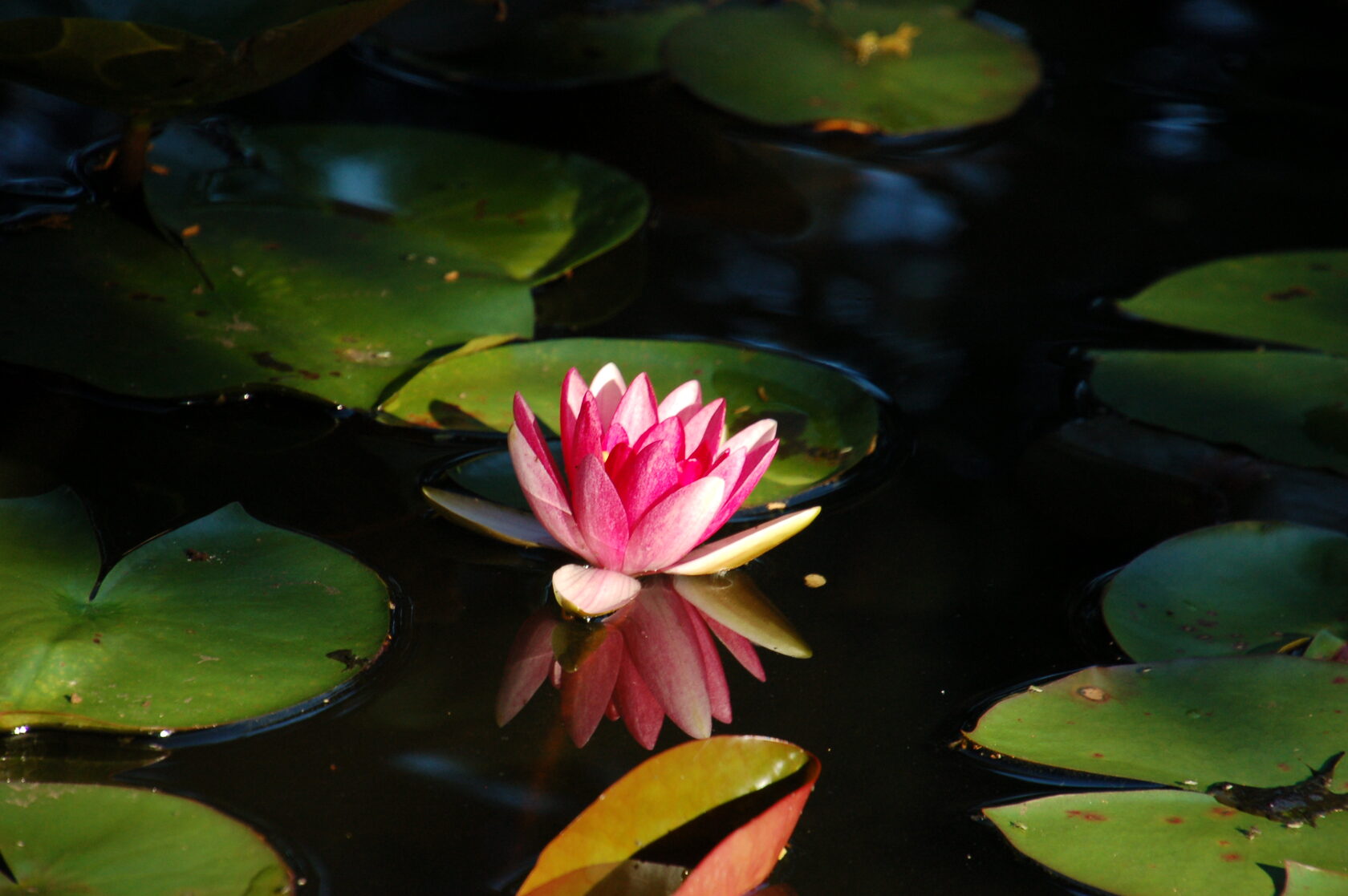 Water lilies with one lily flower in full bloom.