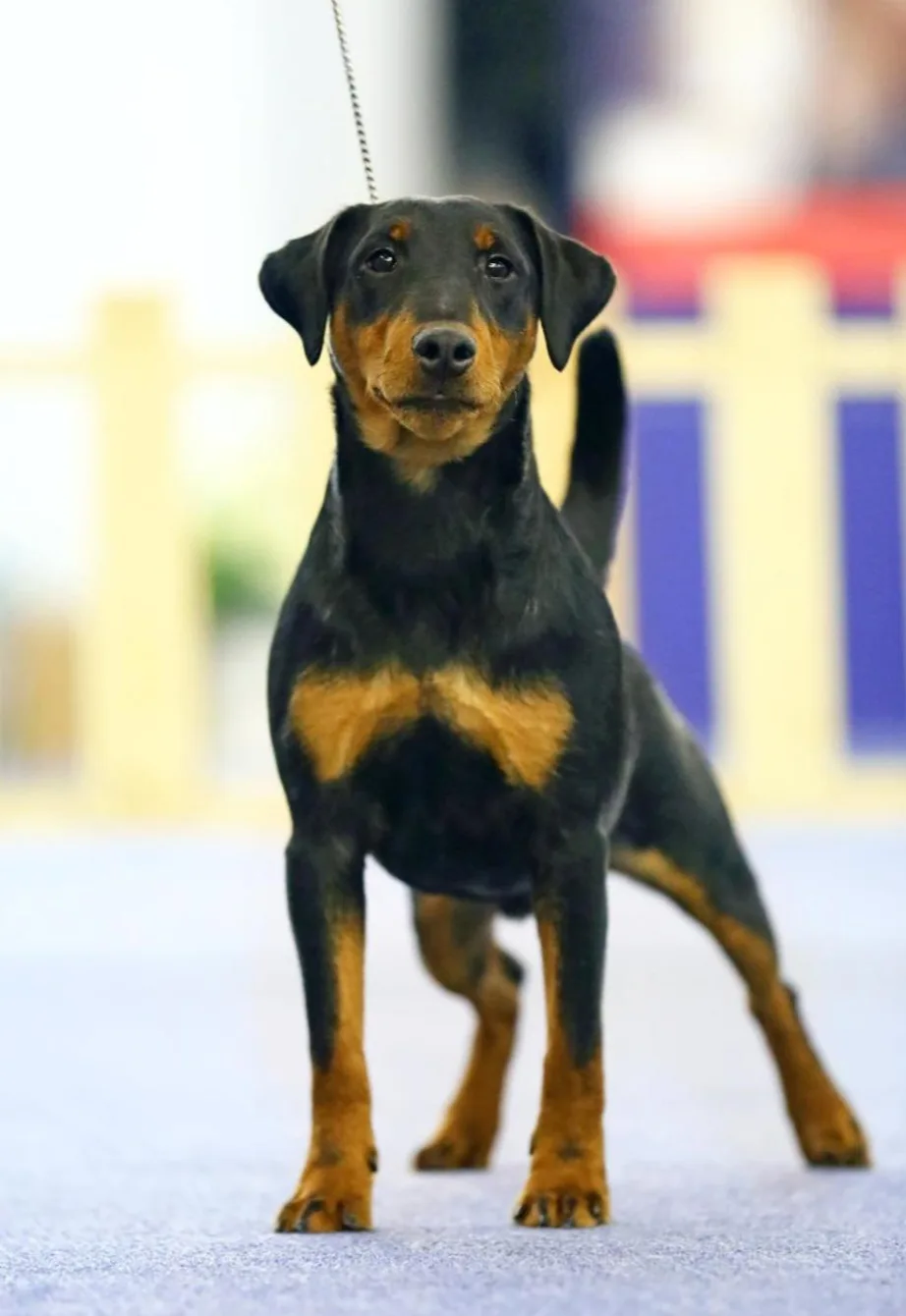 Сухие, прямые отвесные предплечья с крепким костяком.