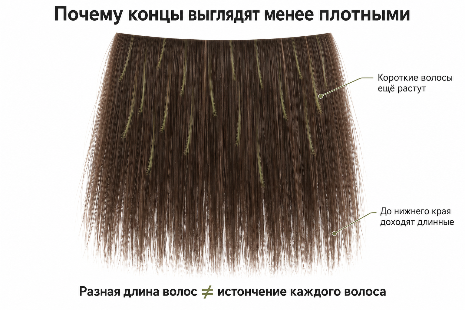 Схема: короткие растущие волосы ещё не доходят до нижнего края