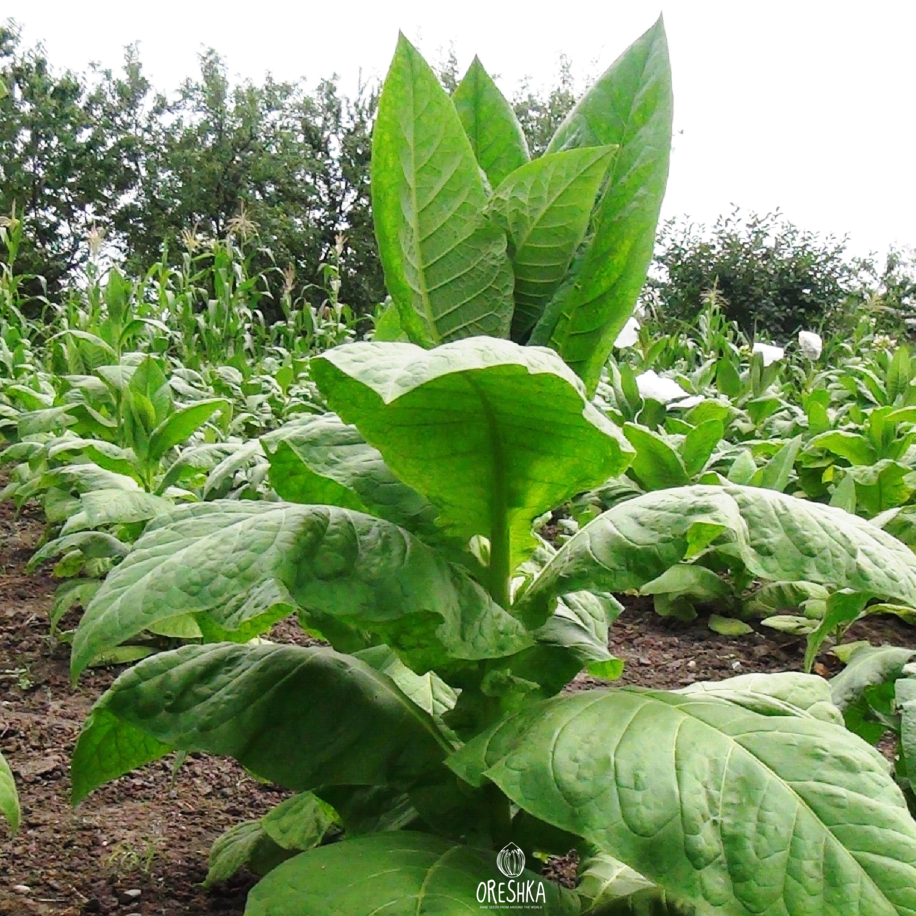 Seeds of Tobacco Oriental (Harmanli) (Nicotiana tabacum) — 300 pcs