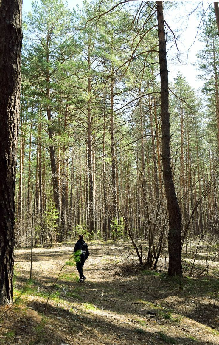 Дикие Ели — Скандинавские домики в лесу для отдыха