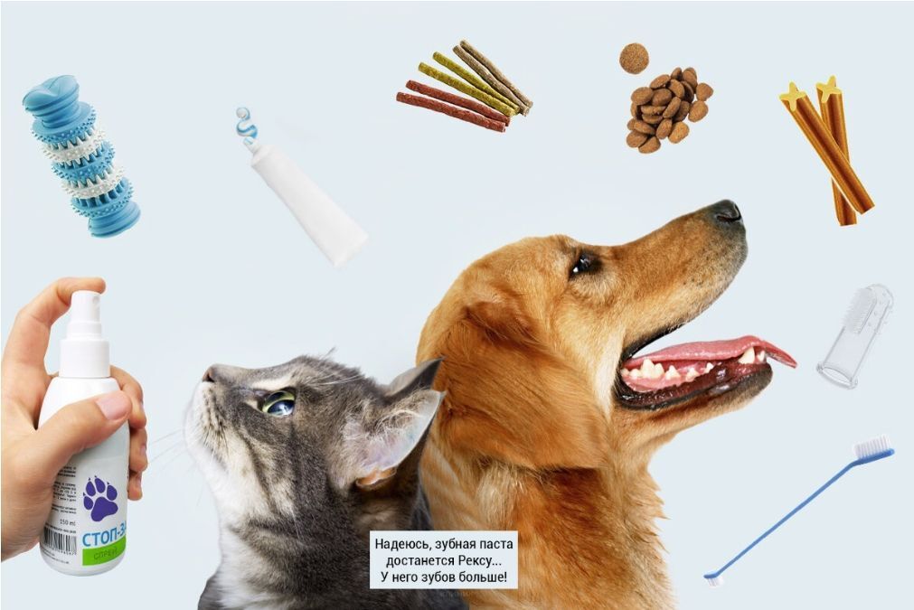 Уход за домашними питомцами: советы по заботе о кошках и собаках