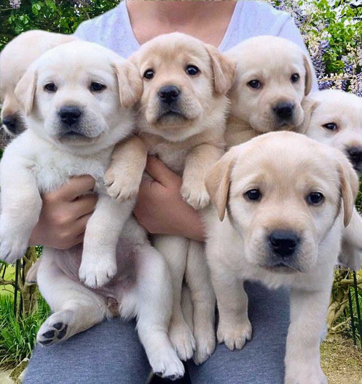 7 щенков фото