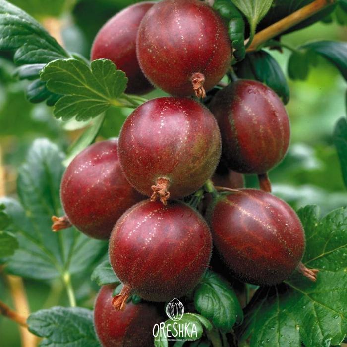 Ribes uva-crispa ripe yellow golden gooseberry variety