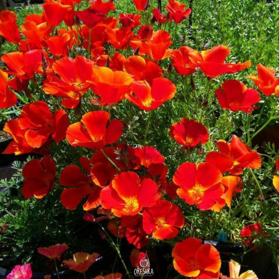 Seeds of California poppy (Eschscholzia) — 100 pcs