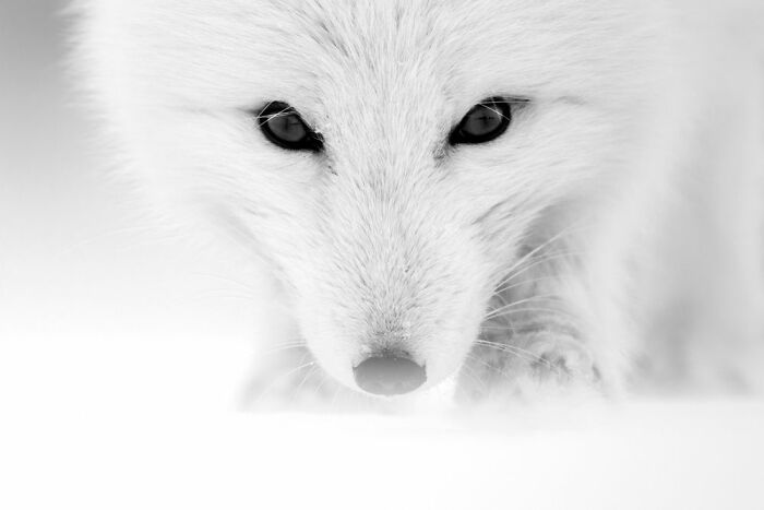 Любопытная полярная лиса. Диксон-Фьорден, Шпицберген, Норвегия. Фотограф Рой Галиц, Израиль.