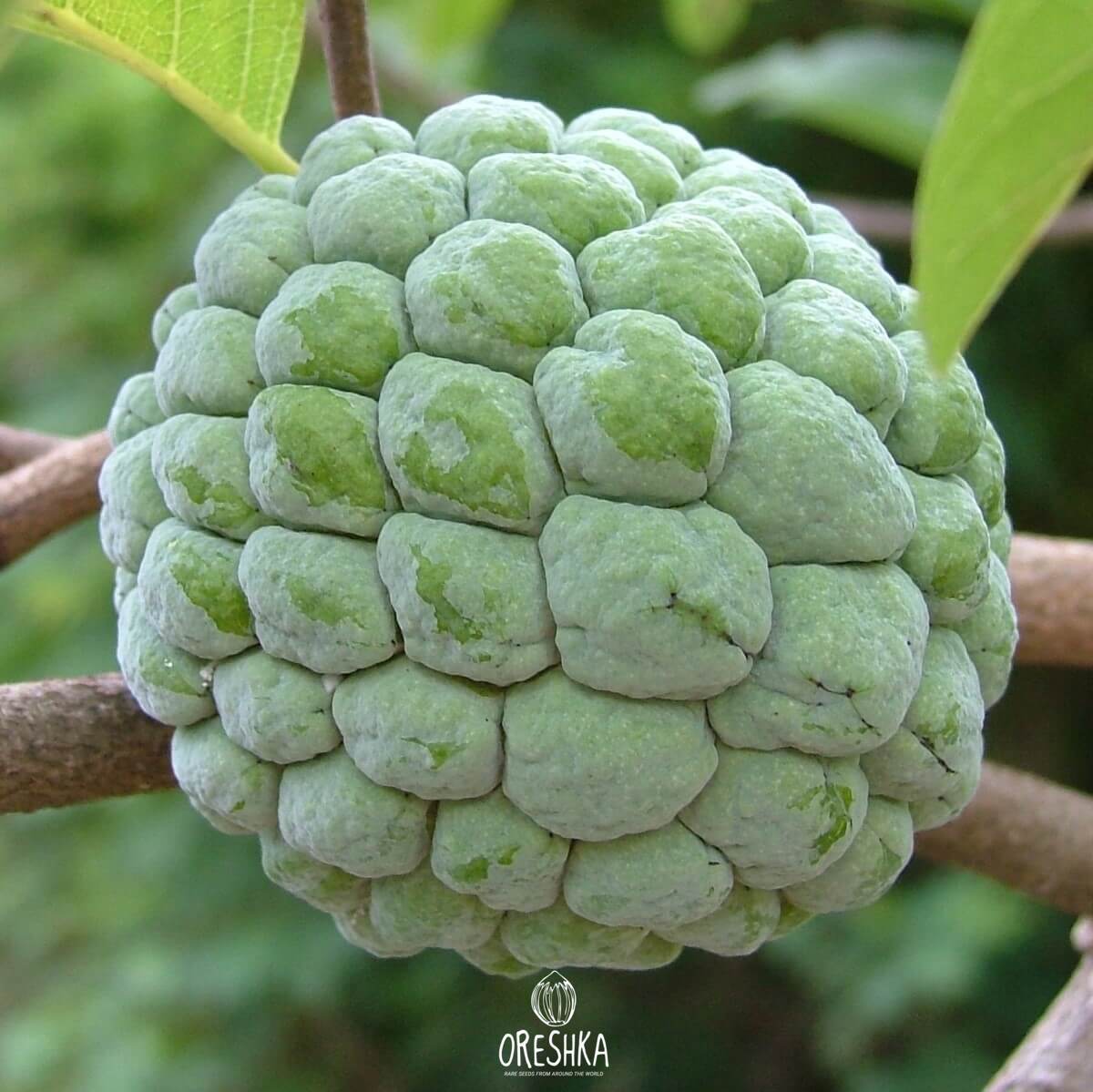 Annona squamosa leaves two-row fragrant rubbed