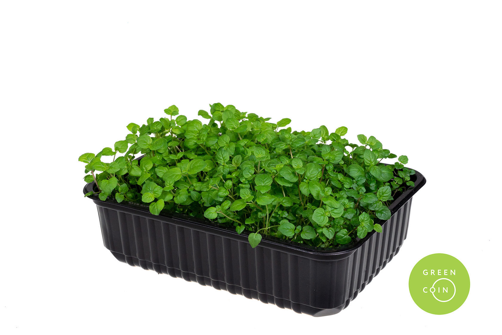 Мята перечная. Купить микрозелень в растущем виде и срез в Москве