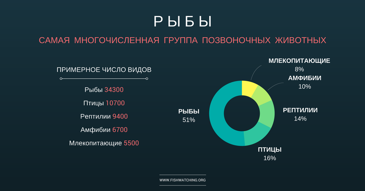 Сколько видов существует в мире. Численность рыб. Число видов рыб. Число видов рыб на земле. Рыбы количество видов на земле.