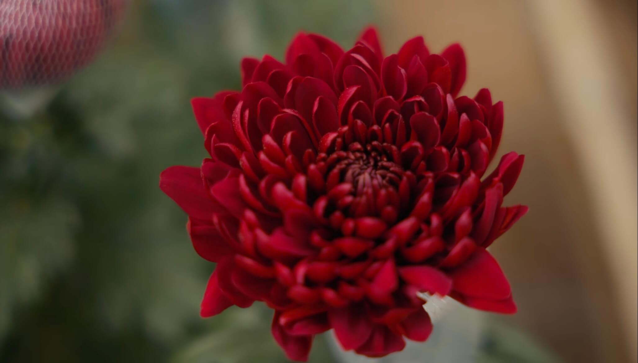 Один из первых цветков, который попал в поле зрения — хризантема сорта Magnum.