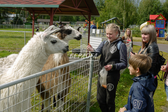 Сортавальский зоопарк республика карелия. Зоопарк в Карелии Рускеала. Карельский зоопарк Сортавала. Зоопарк Киркколахти в Карелии. Зоогринпарк Сортавала.