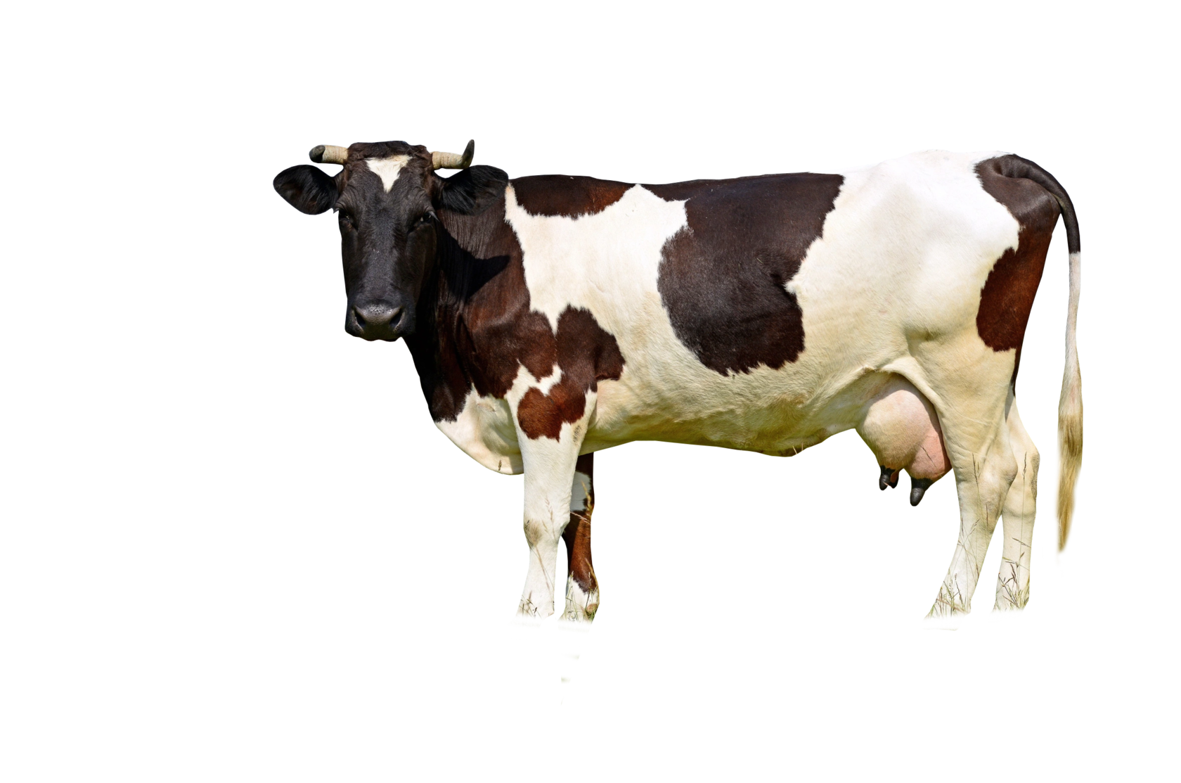 «Асеньевская ферма» — широкий ассортимент молочной продукции высшего ...