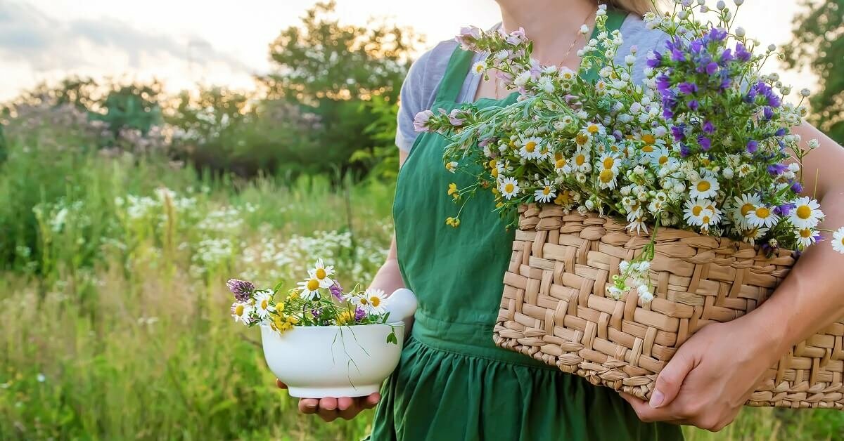 Выращивание лекарственных растений