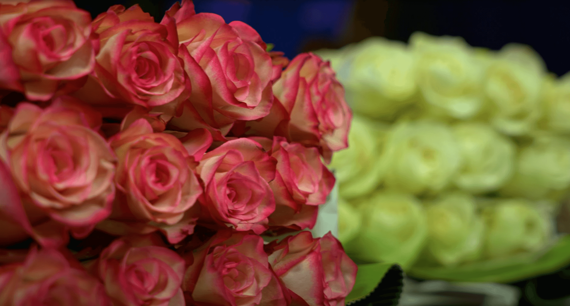 Как купить эквадорские розы оптом с доставкой в Россию