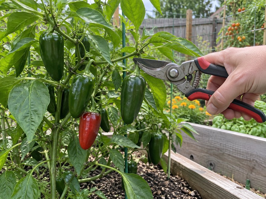 How to tell when a jalapeno pepper is ripe, green and red peppers on the plant