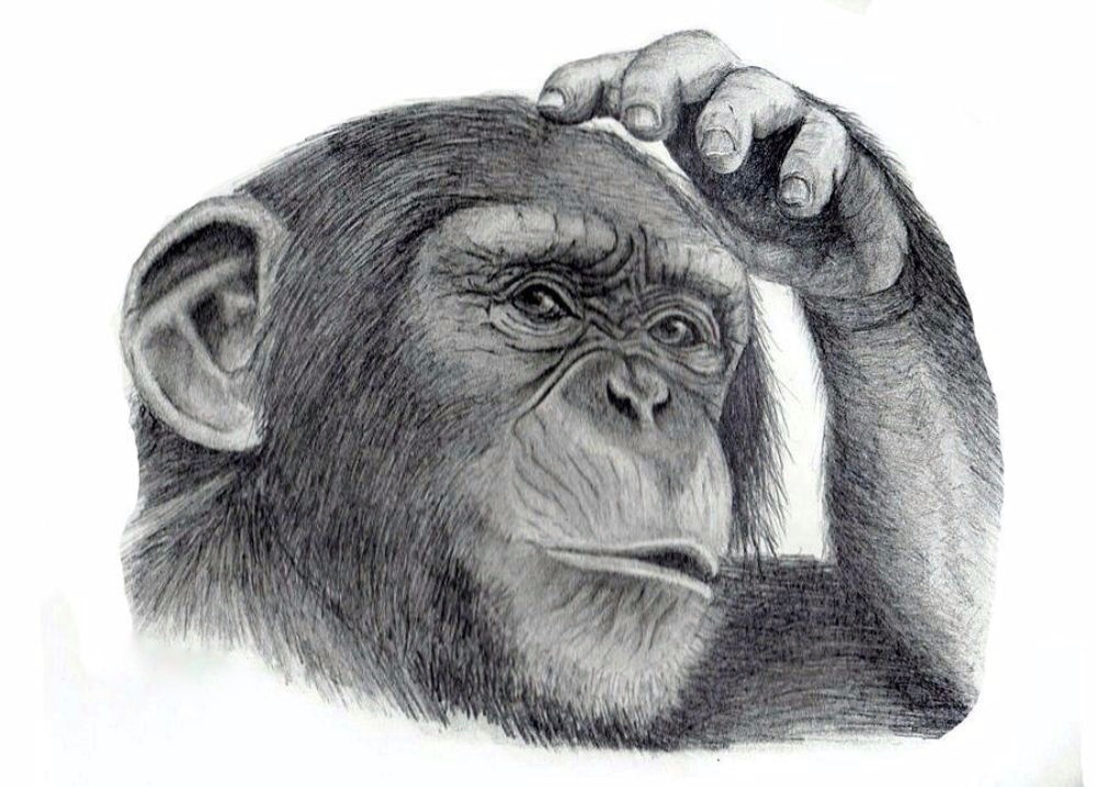 Рисунок обезьяны карандашом