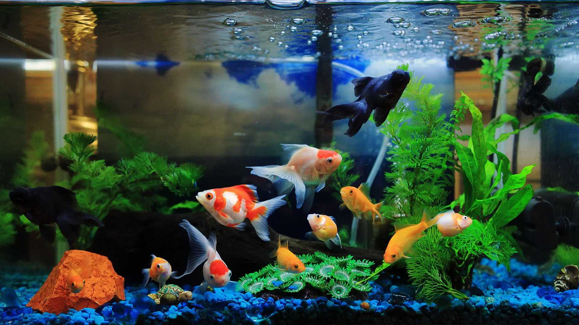 Как выбирать рыбок в аквариум