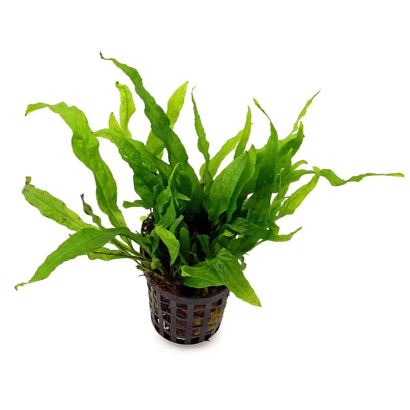 Папоротник таиландский (microsorum pteropus). Папоротник таиландский узколистный. Болбитис аквариумное растение. Папоротник таиландский винделова. Микросорум крыловидный (папоротник таиландский).