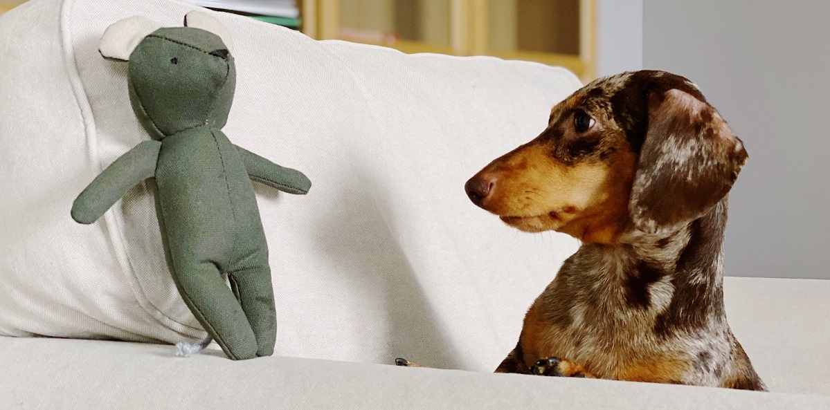 подарок любителю кошек 