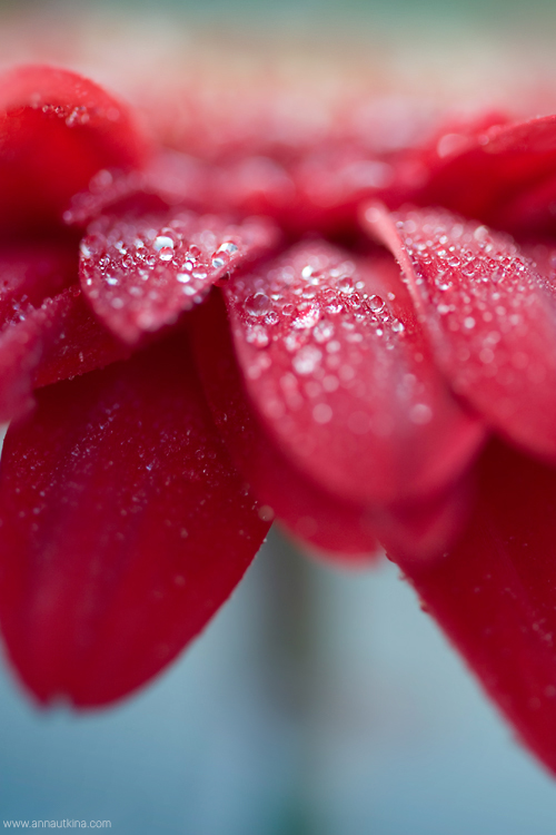 macro, macro flower, macro art, anna utkina, photography, macrophotograpy, floral art, макро, макрофотография, анна уткина