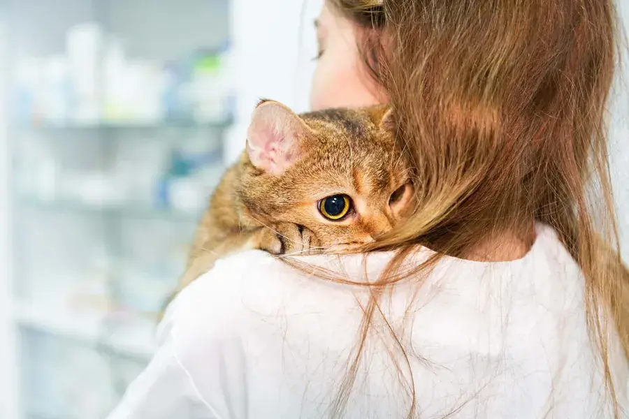 Кошка на плече у сотрудницы ветклиники «Ветхэлп»