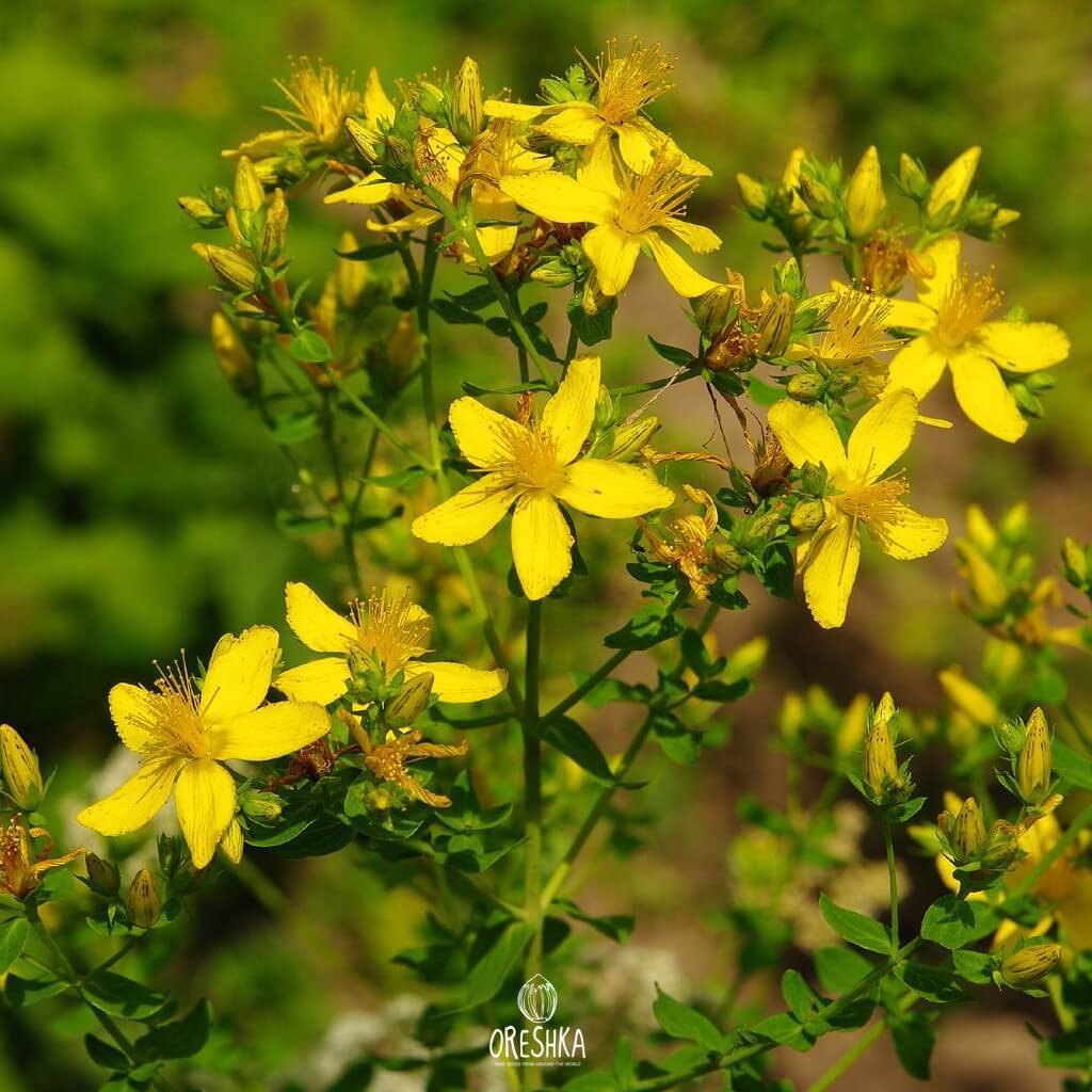 Hypericum perforatum St Johns Wort yellow flowers field