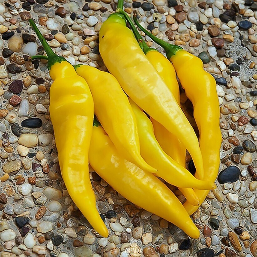Seeds of Hot pepper Aji pineapple (Capsicum) — 5 pcs